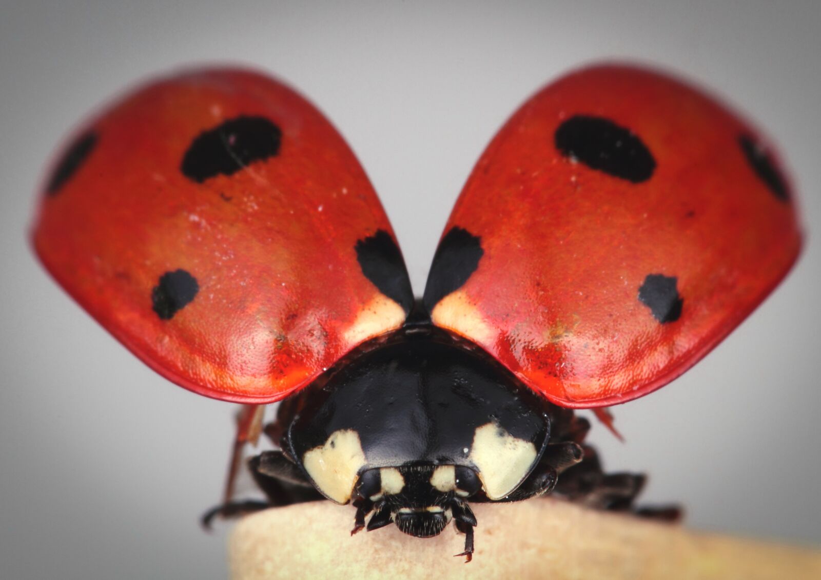 Canon EOS 7D sample photo. Ladybug, portrait, environmental protection photography