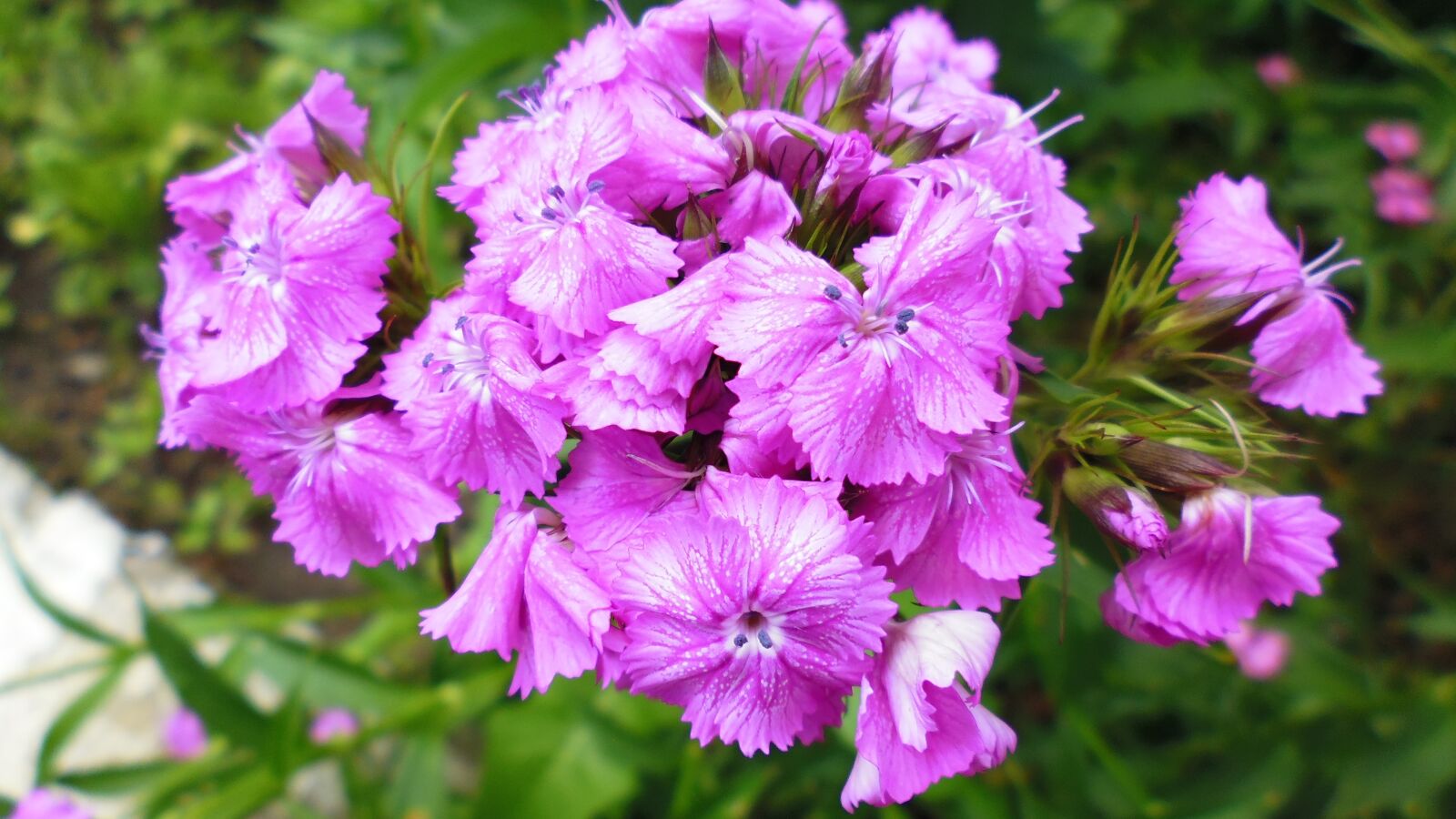 Panasonic DMC-XS1 sample photo. Flower, nature, purple flowers photography