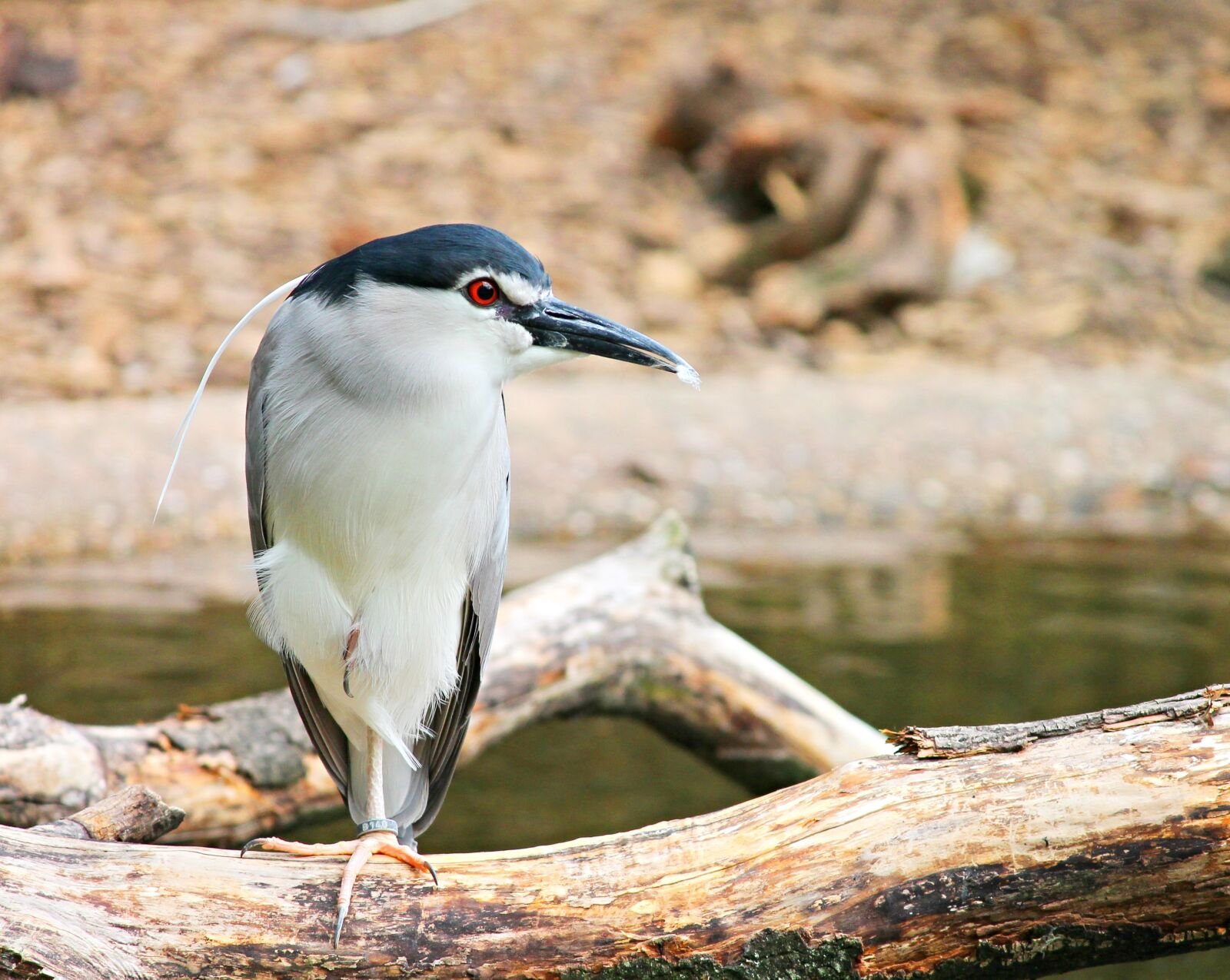 Canon EOS 1100D (EOS Rebel T3 / EOS Kiss X50) sample photo. Night heron, heron, bird photography