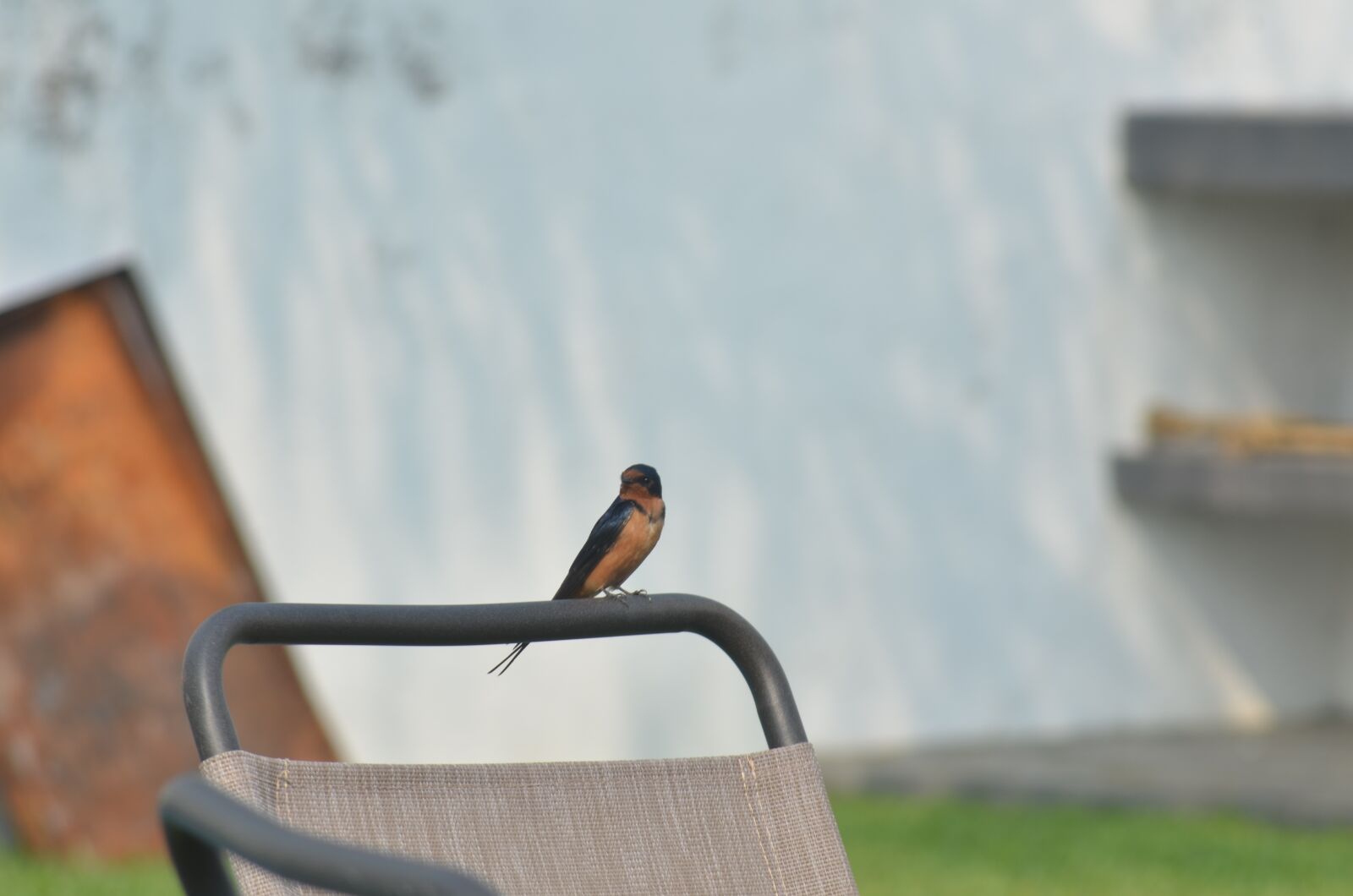 Nikon D7000 sample photo. Swallow, paradise, bird photography