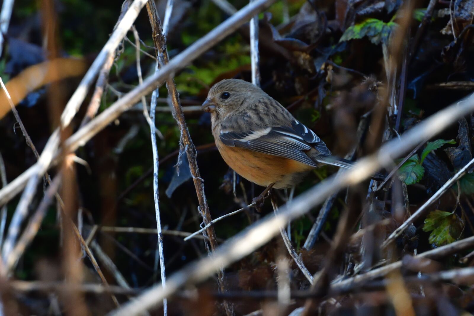 Nikon D500 sample photo. Natural, wild animals, bird photography