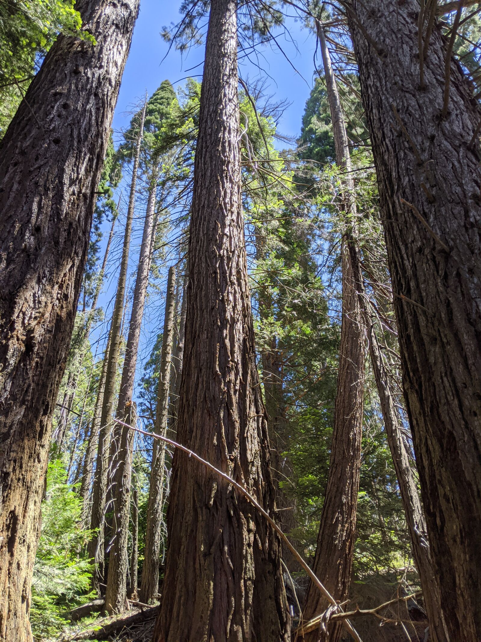 Google Pixel 3 sample photo. Trees, sky, summer photography