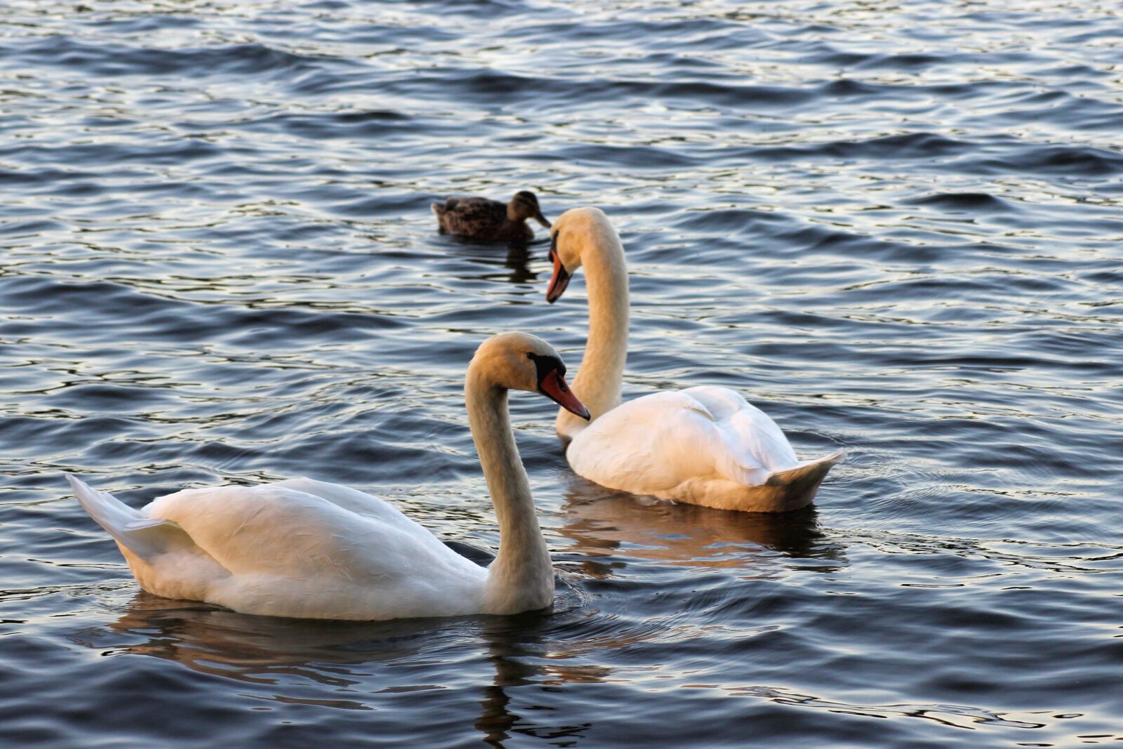 Canon EOS 600D (Rebel EOS T3i / EOS Kiss X5) sample photo. Swan, swans, evening sun photography