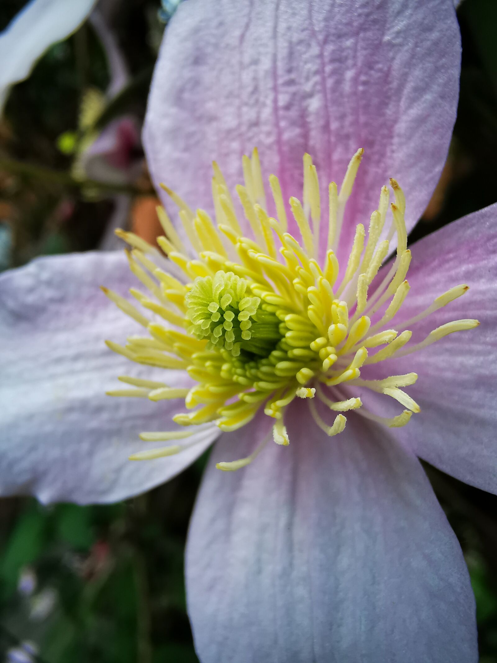 HUAWEI P30 Pro sample photo. Clematis, flower, pink photography
