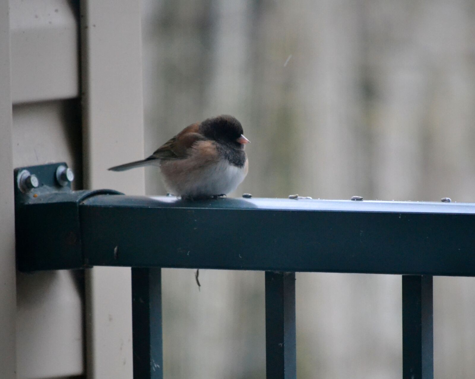 Nikon D3100 sample photo. Bird, feather, rail photography