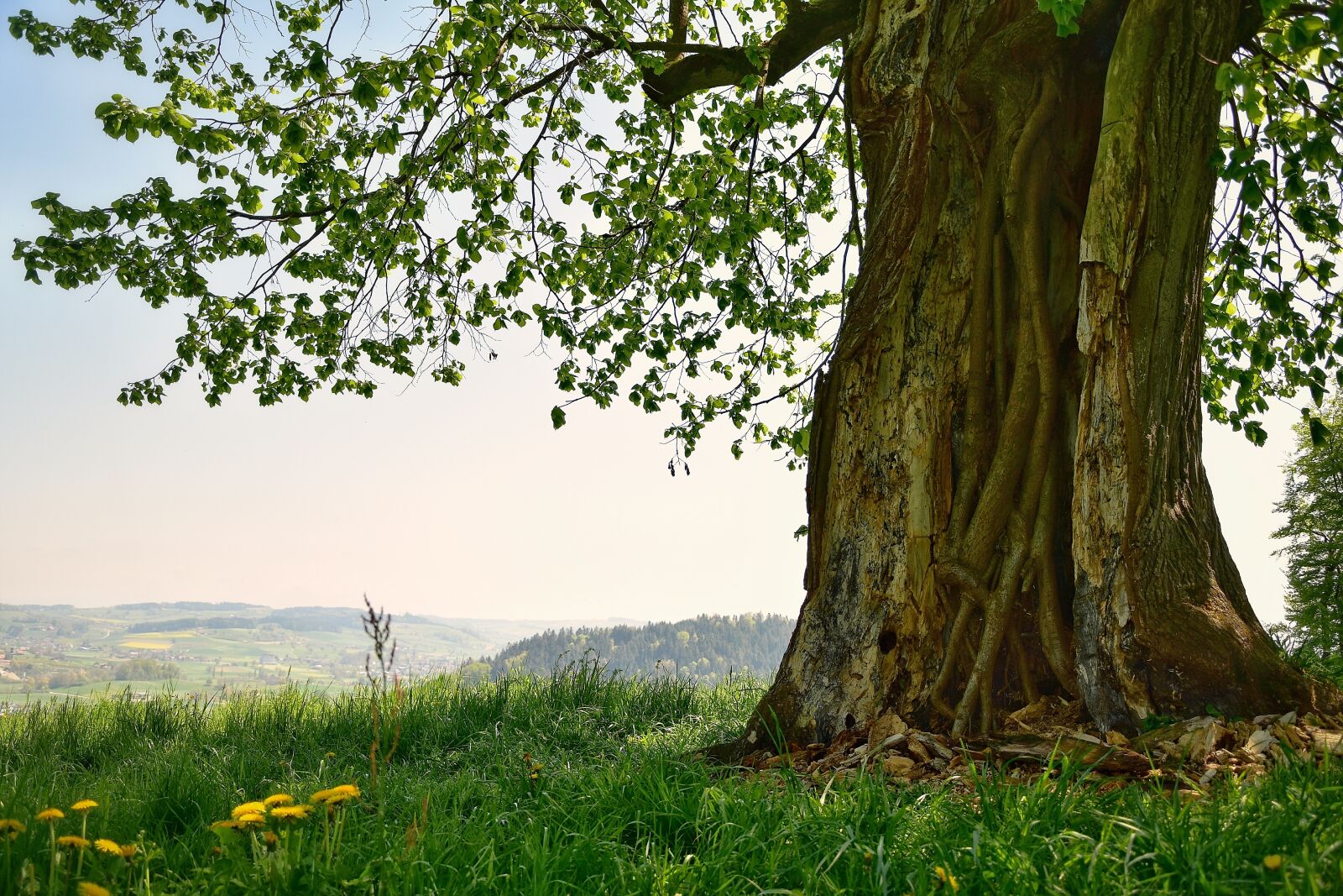 Nikon D7200 sample photo. Tree, hollow, nature photography