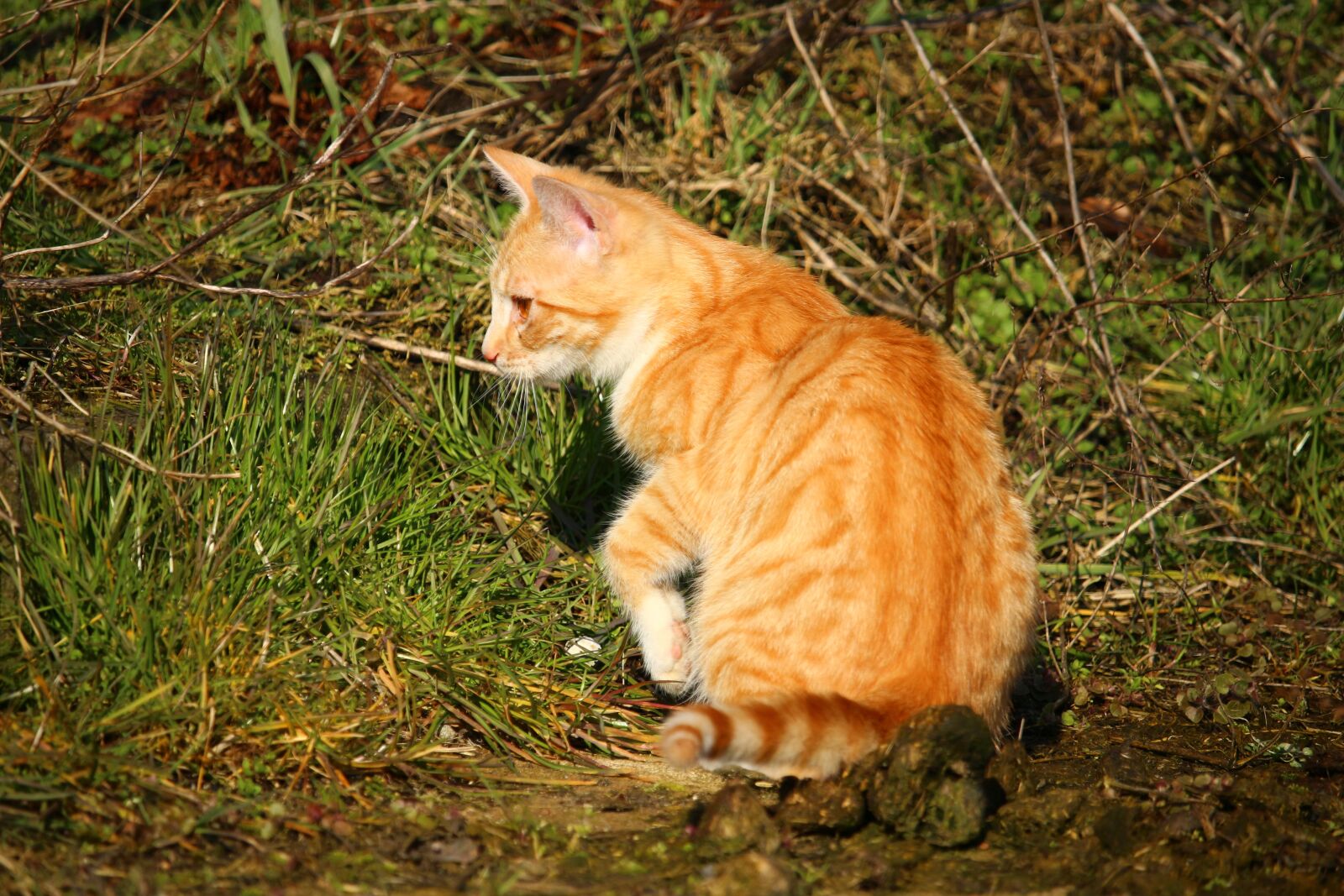Canon EOS 100D (EOS Rebel SL1 / EOS Kiss X7) sample photo. Cat, kitten, red mackerel photography