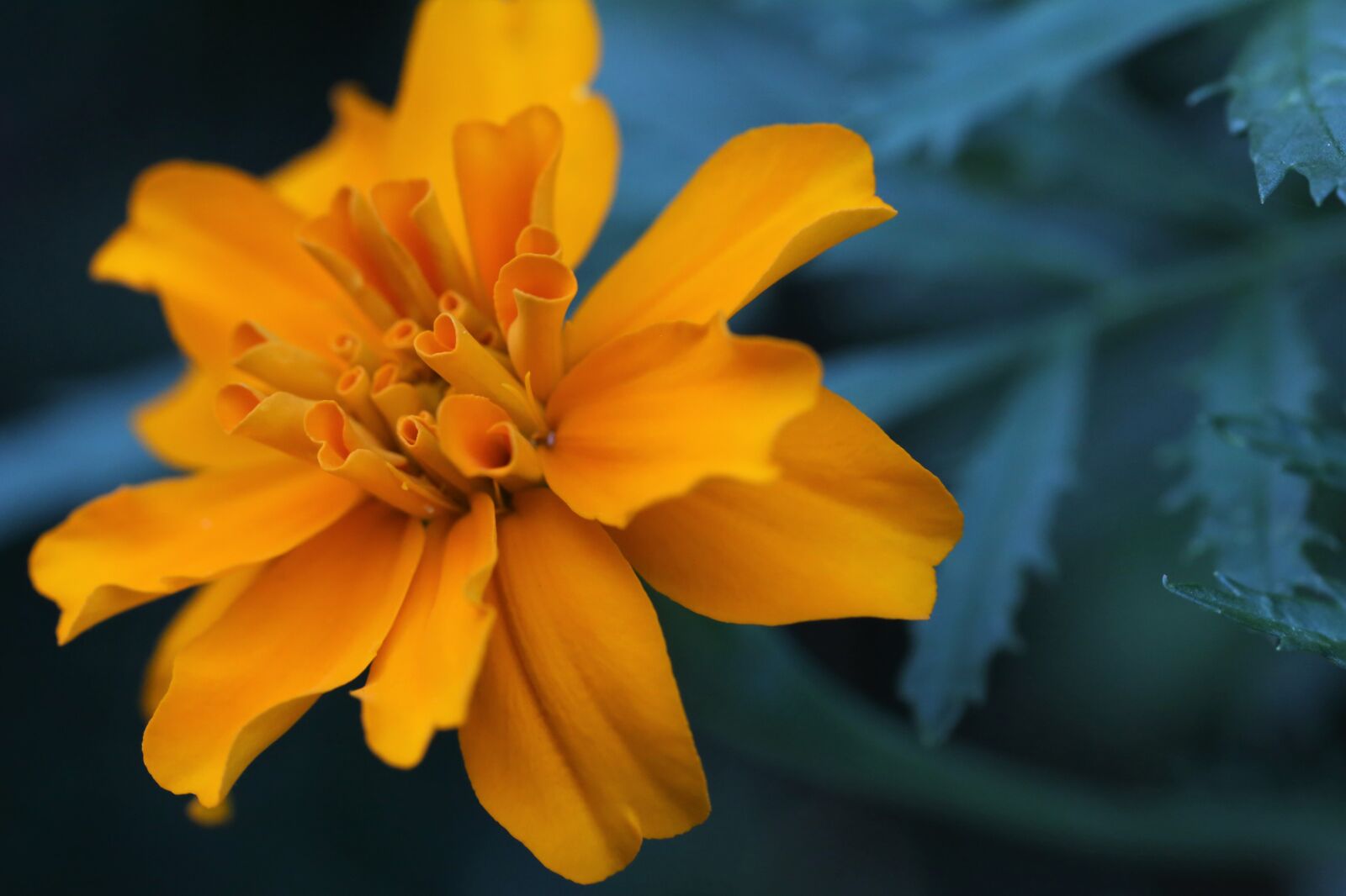 Canon EOS 6D + Canon EF 100mm F2.8 Macro USM sample photo. Tagetes, flower, orange photography