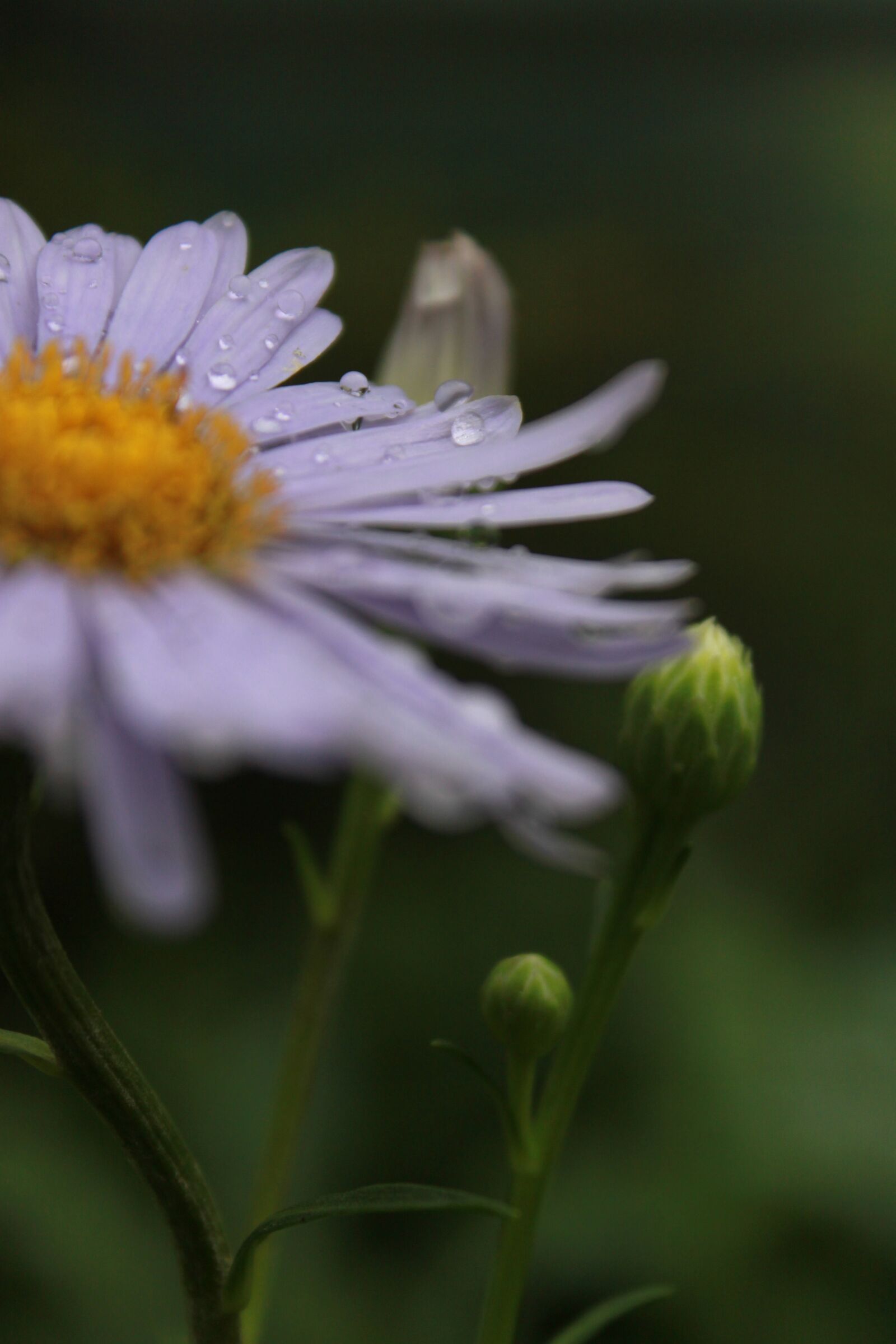 Canon EOS 500D (EOS Rebel T1i / EOS Kiss X3) sample photo. Marguerite, margaret, flowers photography