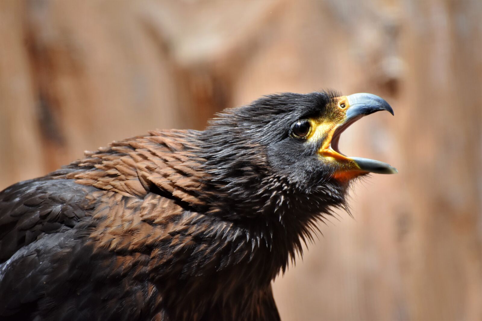 Nikon D7200 sample photo. Buzzard, harris hawk, raptor photography
