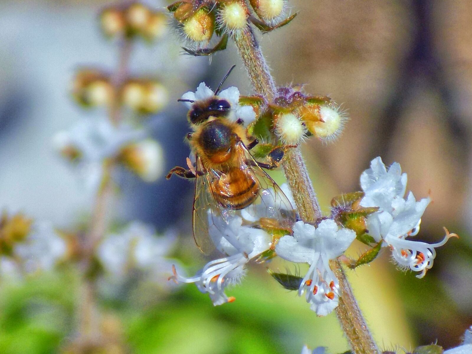 Nikon COOLPIX L330 sample photo. Bee, bumblebee, honey photography