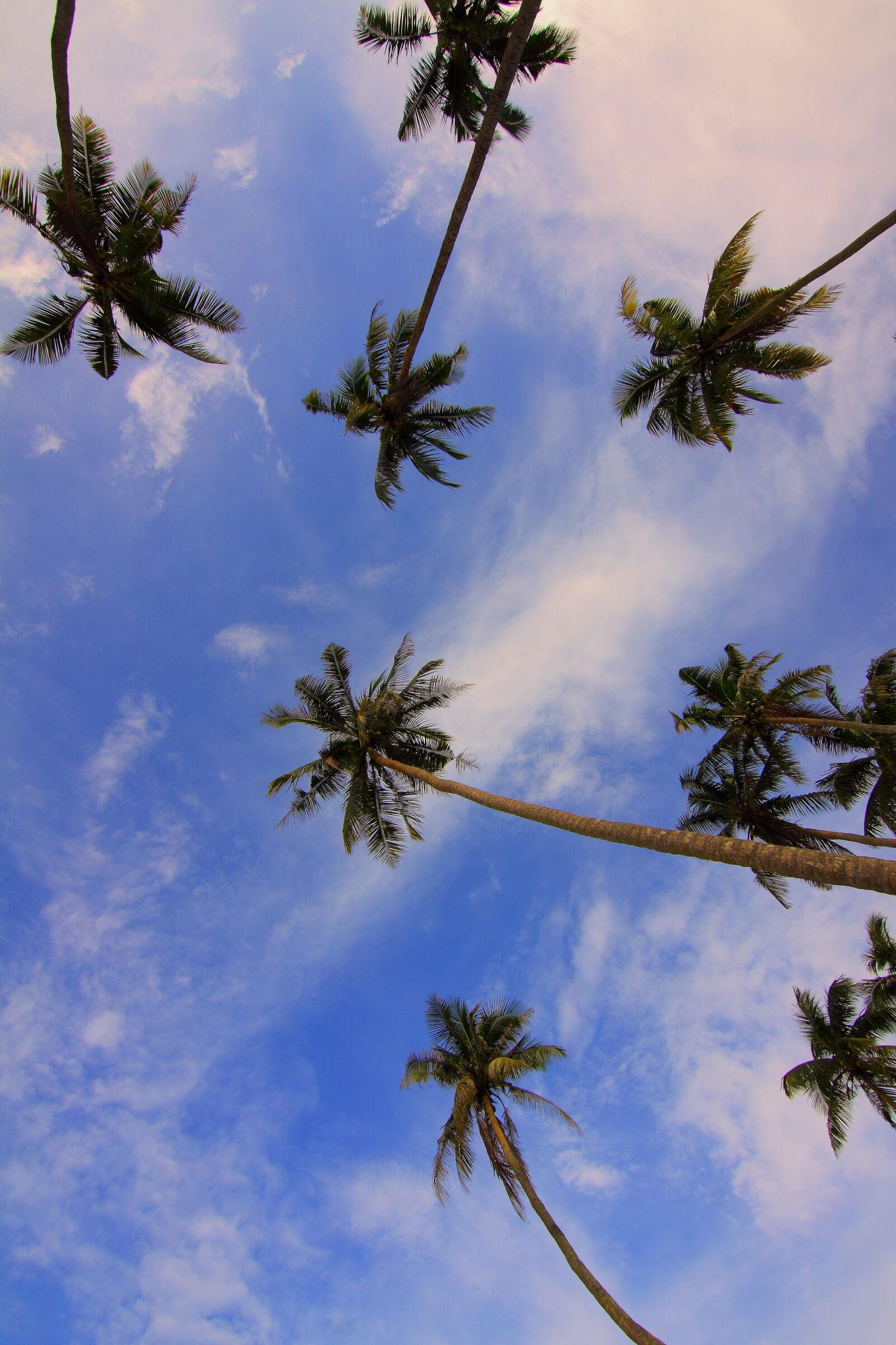 Canon EOS 50D sample photo. Daylight, leaf, low angle photography