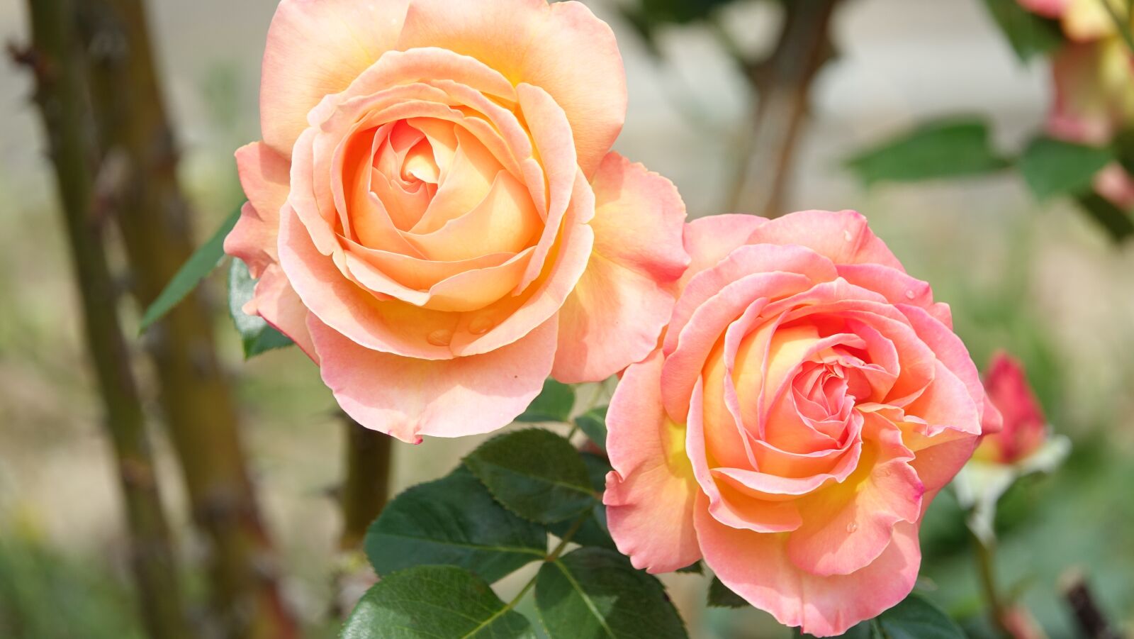 Sony Cyber-shot DSC-RX10 III sample photo. Roses, flowered, garden photography