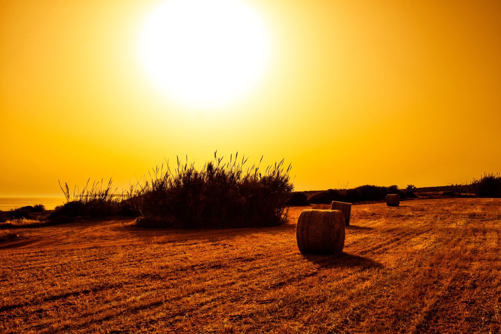 Nikon D3300 sample photo. Sunset, hayfield, reeds photography
