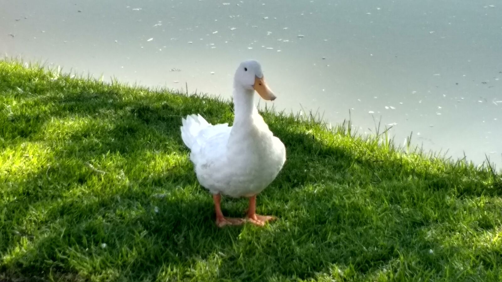 Motorola Moto G (4) sample photo. Duck, nature, animals photography