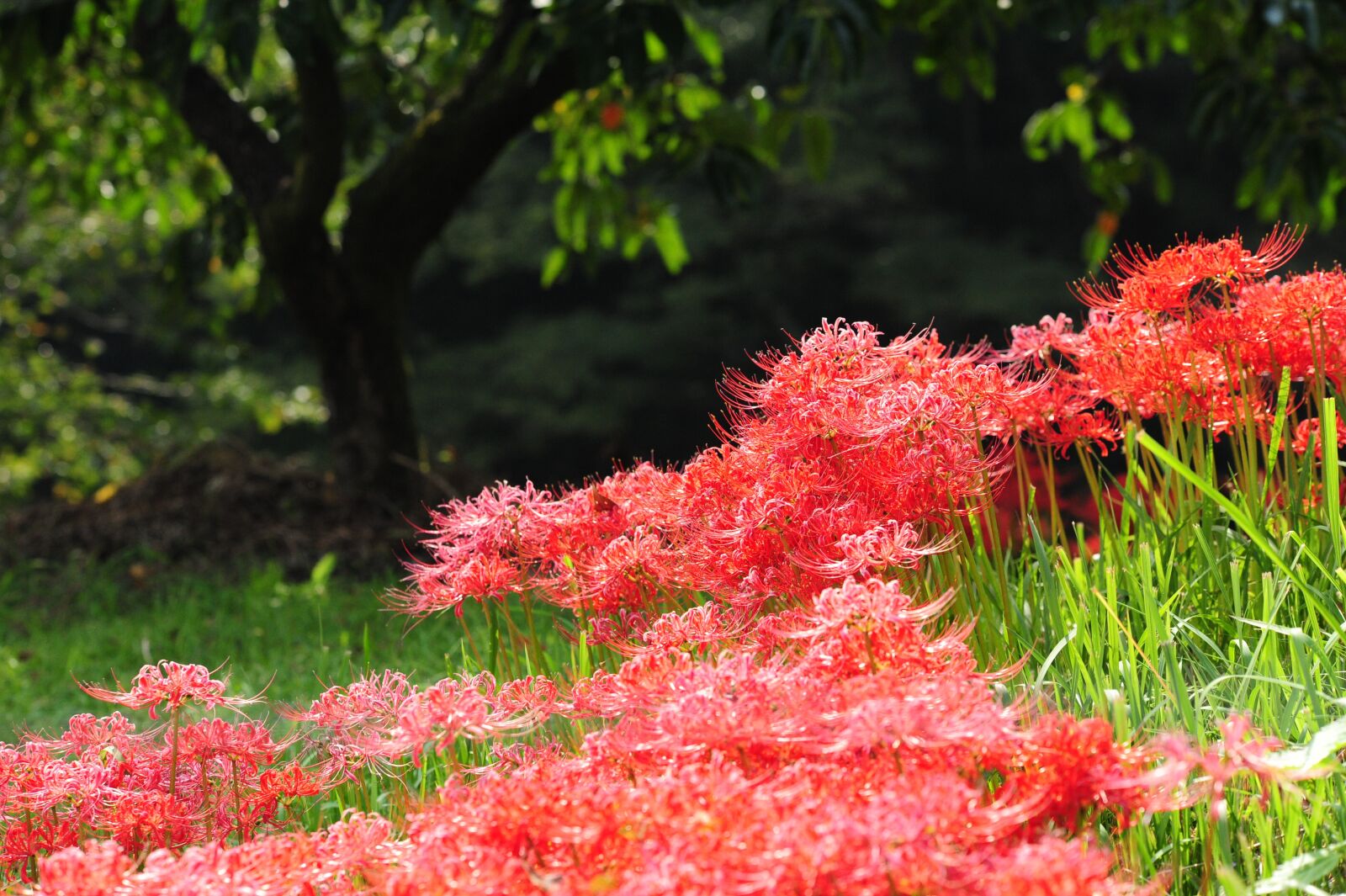 Nikon D700 sample photo. Amaryllidaceae, autumn, levee photography