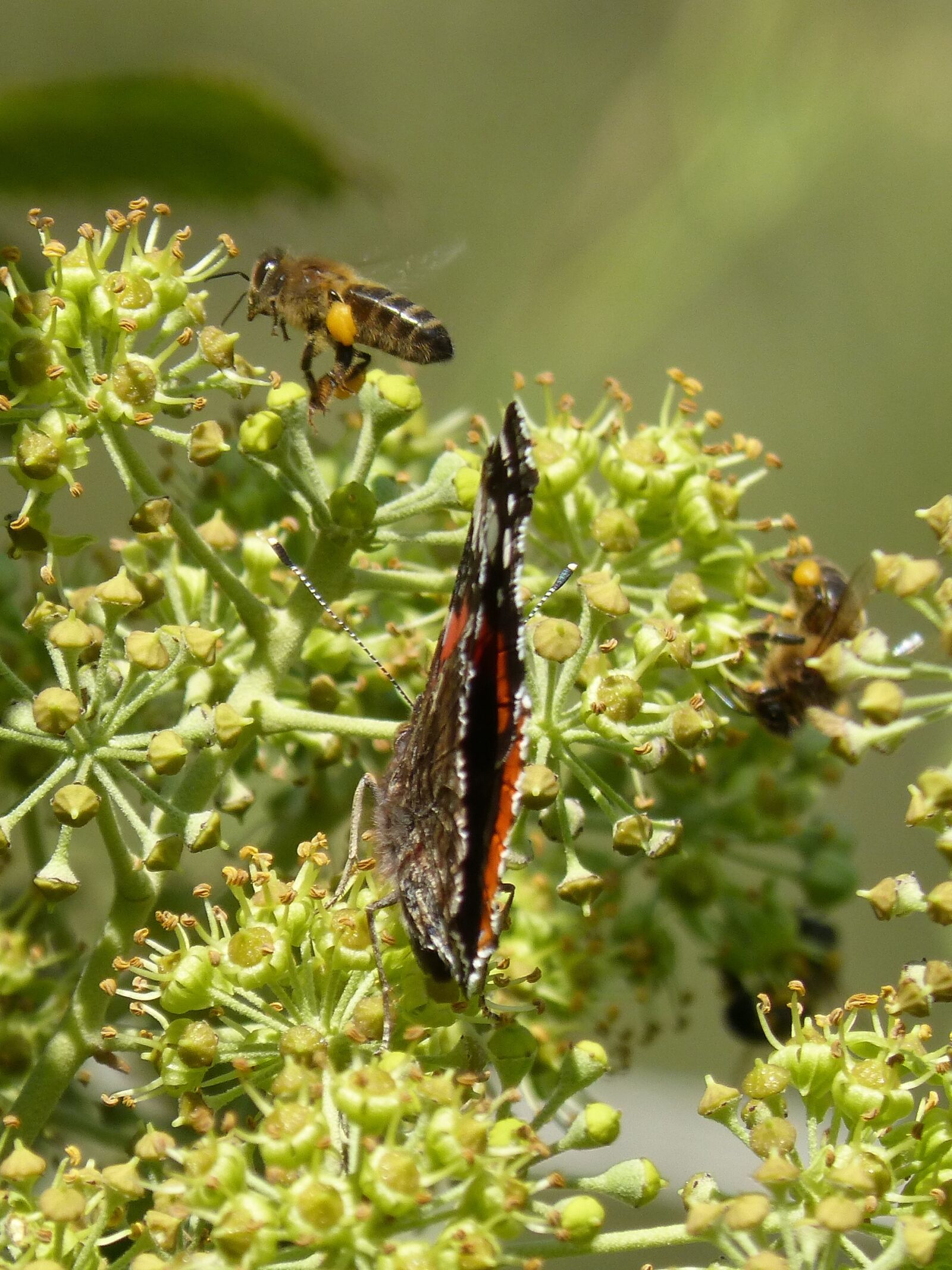 Panasonic DMC-FZ62 sample photo. Butterfly, atalanta, vanessa atalanta photography