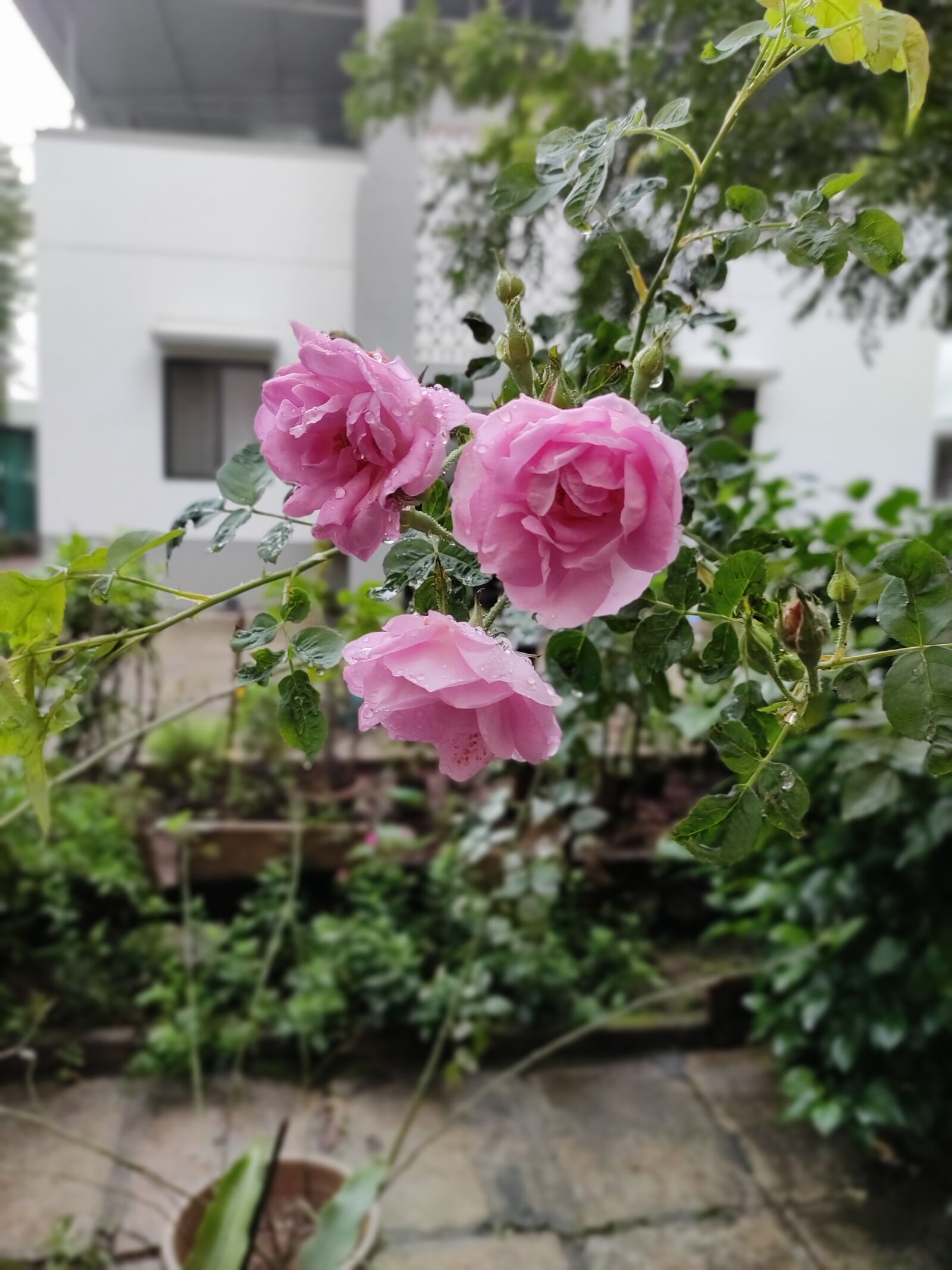 Xiaomi Redmi Note 7 Pro sample photo. Indian rose, rose, pink photography