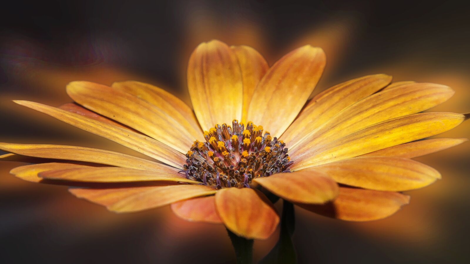 Canon EOS 50D + Canon EF 24-105mm F4L IS USM sample photo. Dimophroteca, flower, macro photography