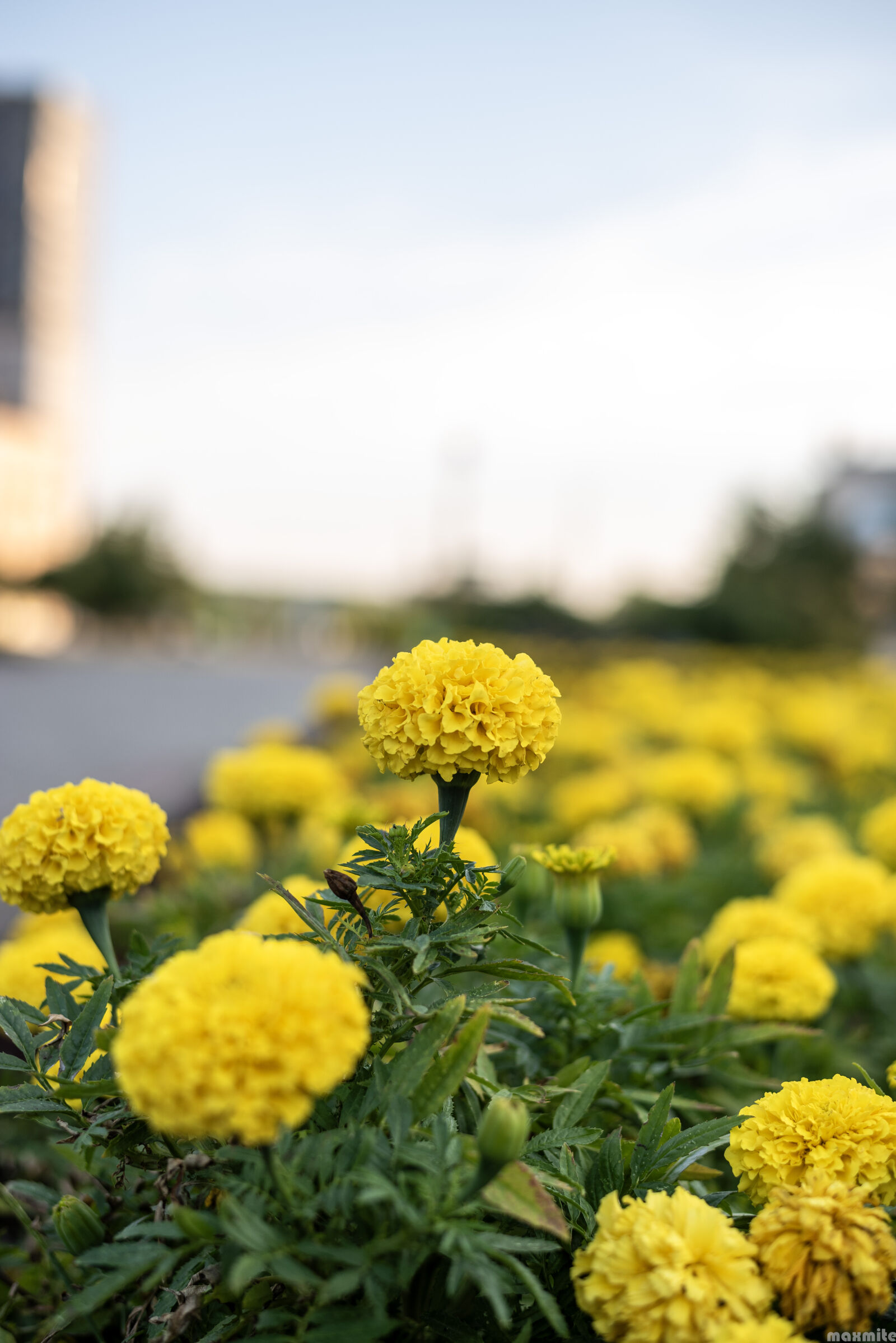 Nikon D750 sample photo