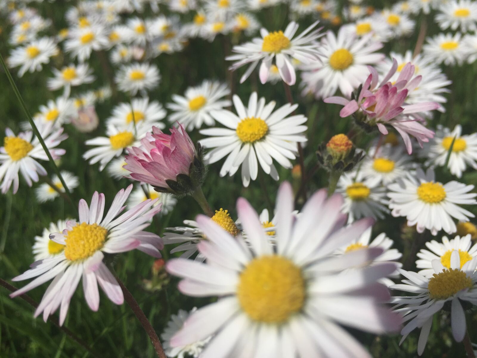 Apple iPhone 6 sample photo. Flower, flora, nature photography