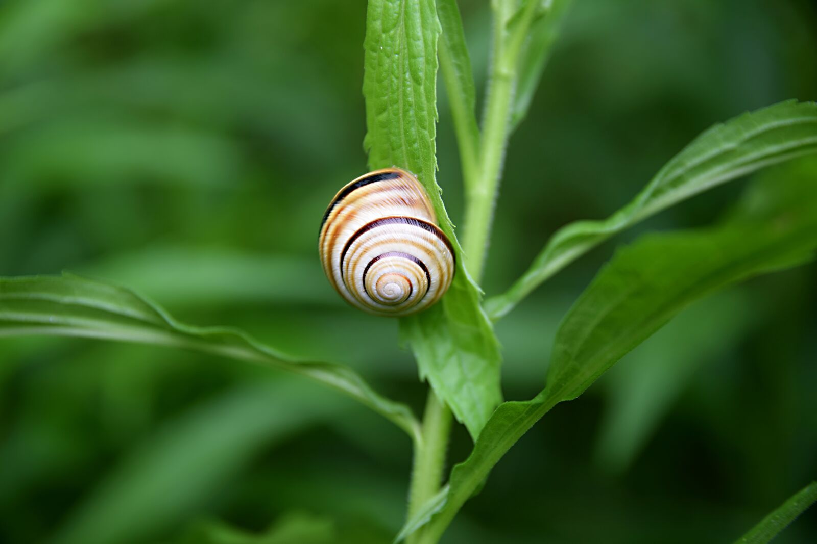 Nikon D5300 sample photo. Snail, summer, meadow photography