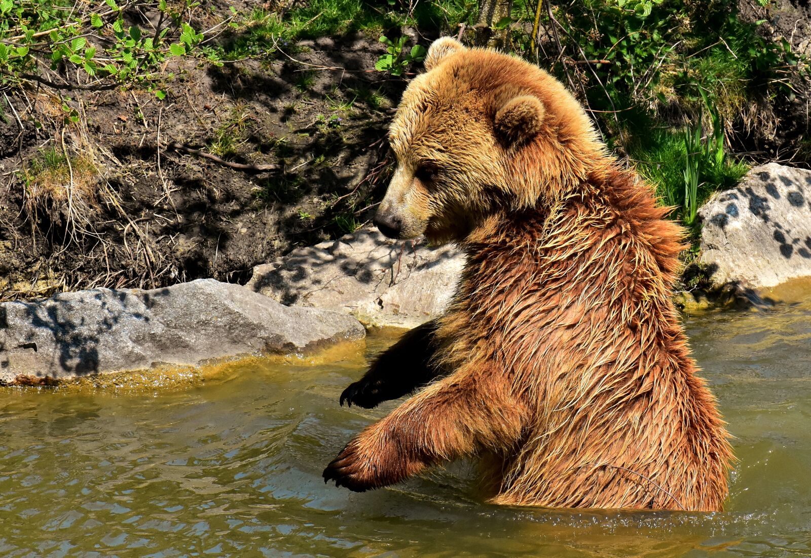 Nikon D7200 sample photo. European brown bear, brown photography