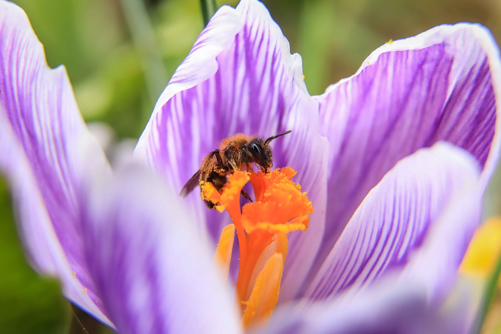 Canon EOS 5D Mark IV sample photo. Wasp, crocus, purple flower photography