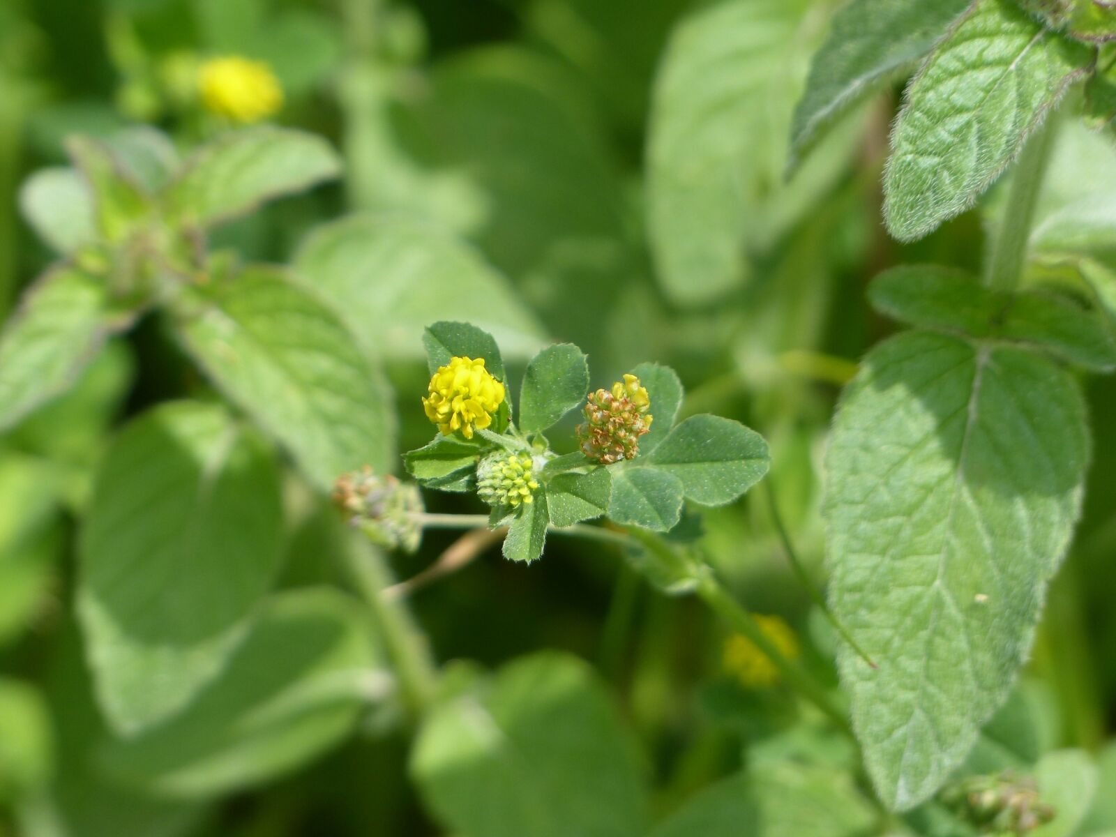 Panasonic Lumix DMC-FZ200 sample photo. Large hop trefoil, trifolium photography