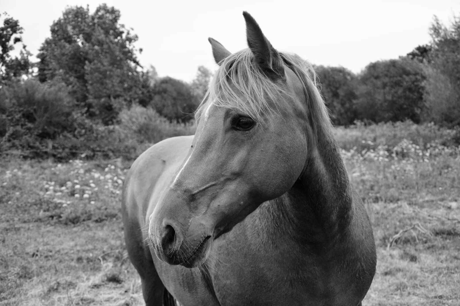 Nikon D5200 sample photo. Horse, mare, photo black photography