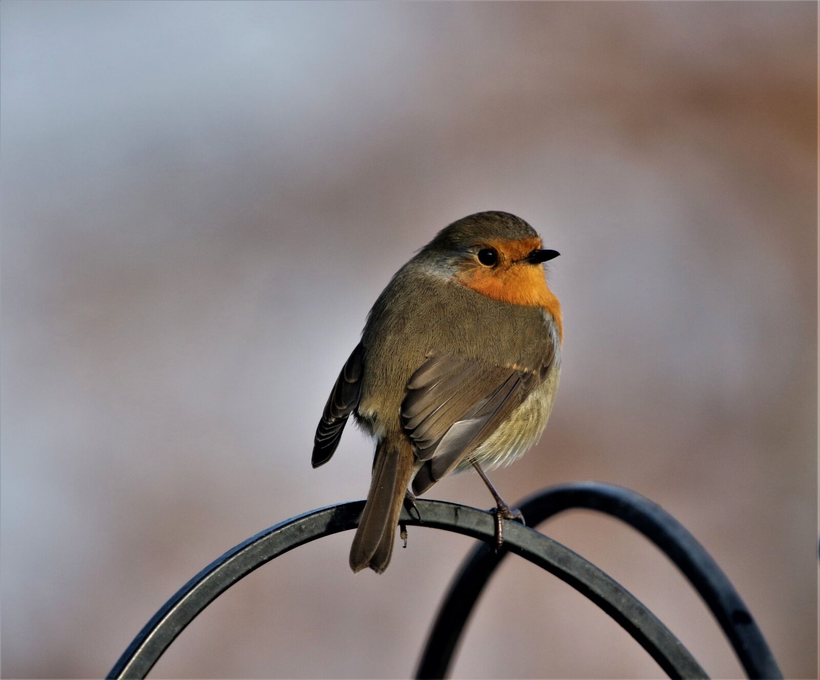150-600mm F5-6.3 DG OS HSM | Contemporary 015 sample photo. Robin redbreast, close up photography