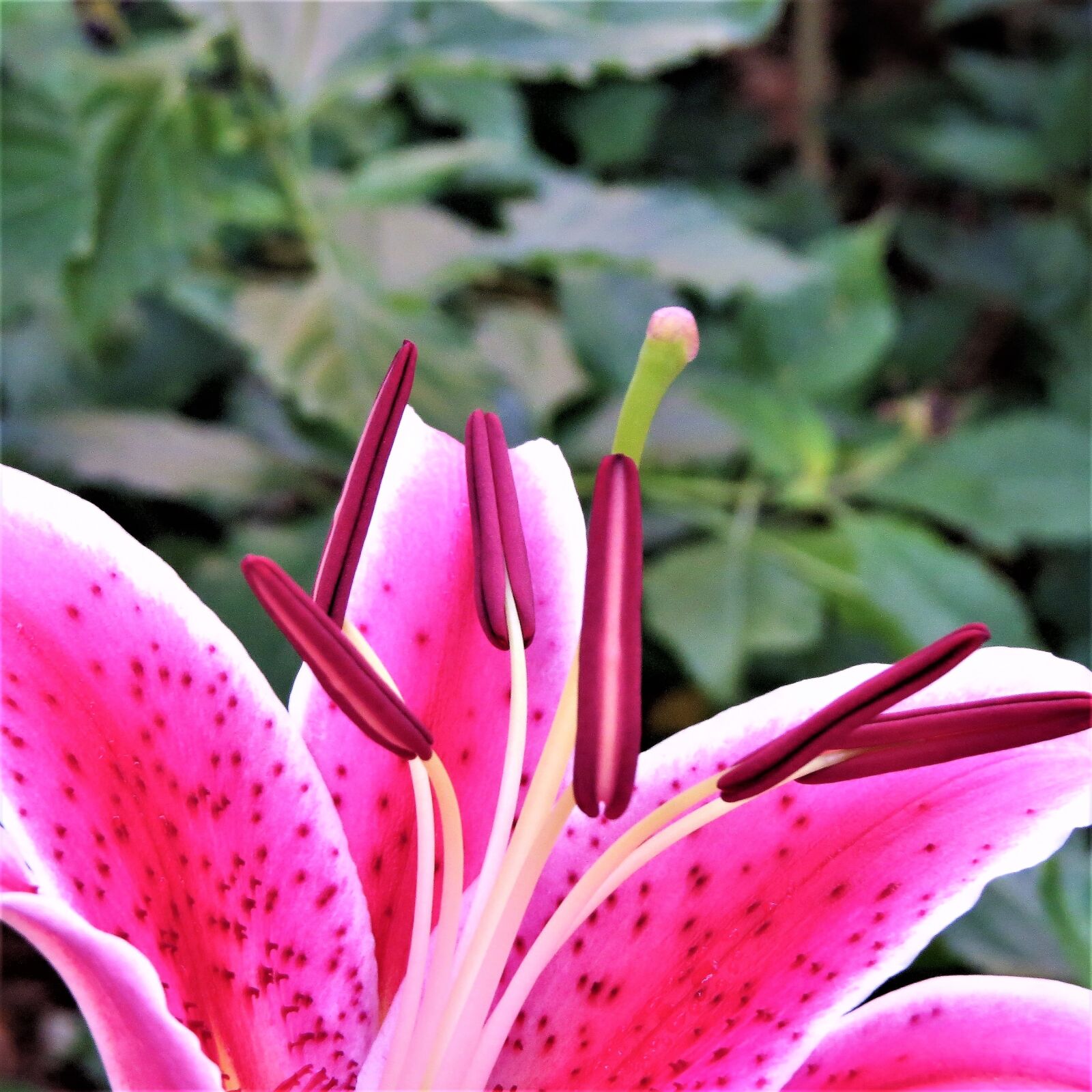 Canon PowerShot SX50 HS sample photo. Pink and purple flower photography