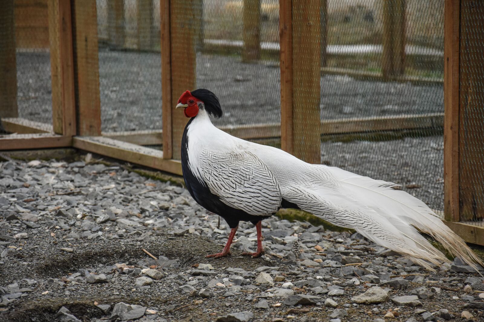 Nikon D7200 sample photo. Chicken, farm, bird photography