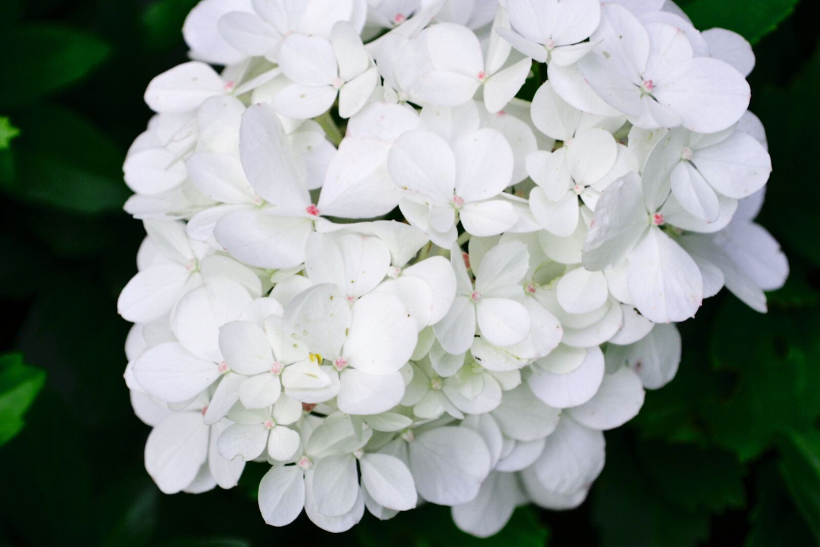 Nikon D3100 sample photo. White, blossom, bloom photography