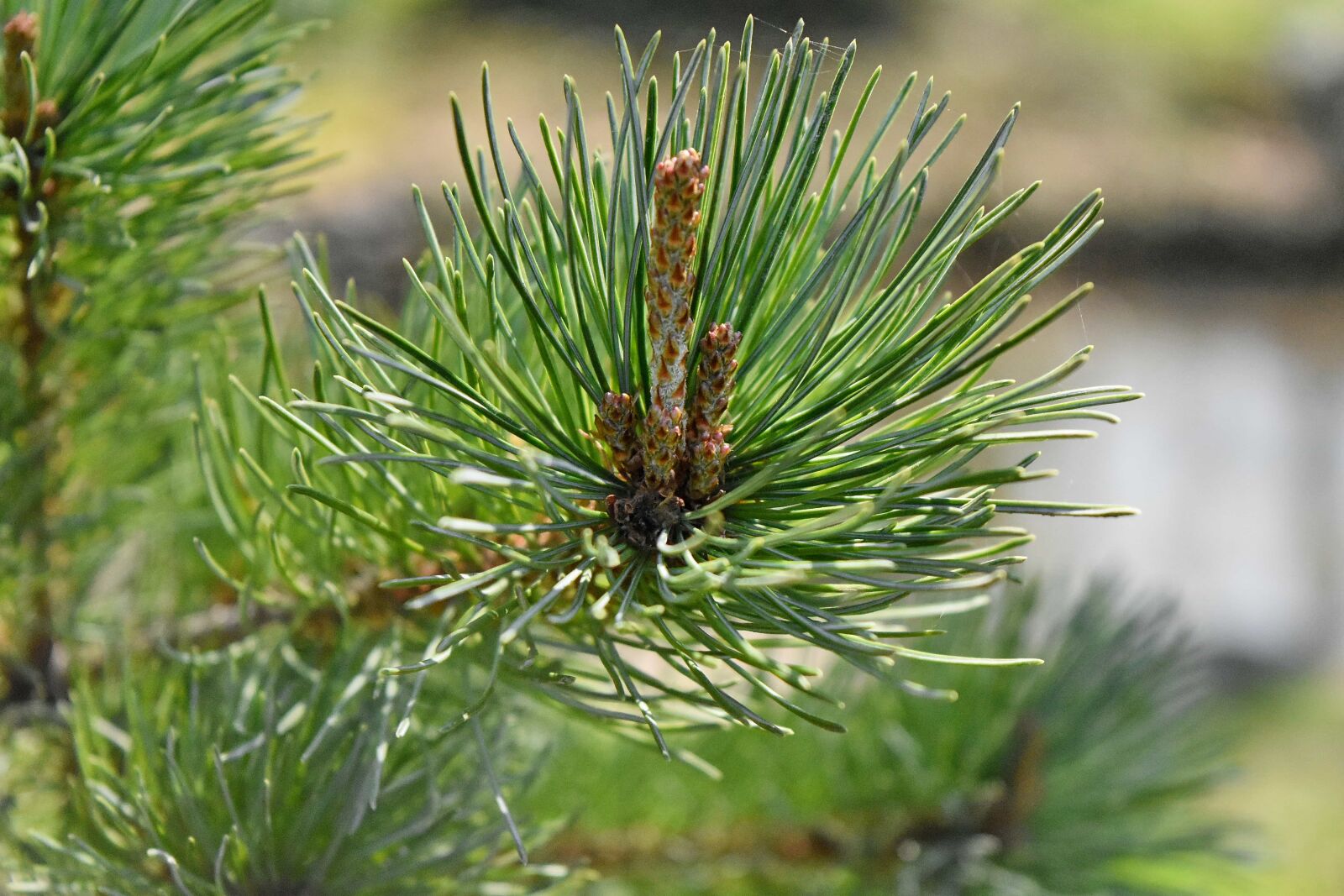 Nikon D5500 sample photo. Conifer, needle, evergreen, christmas photography