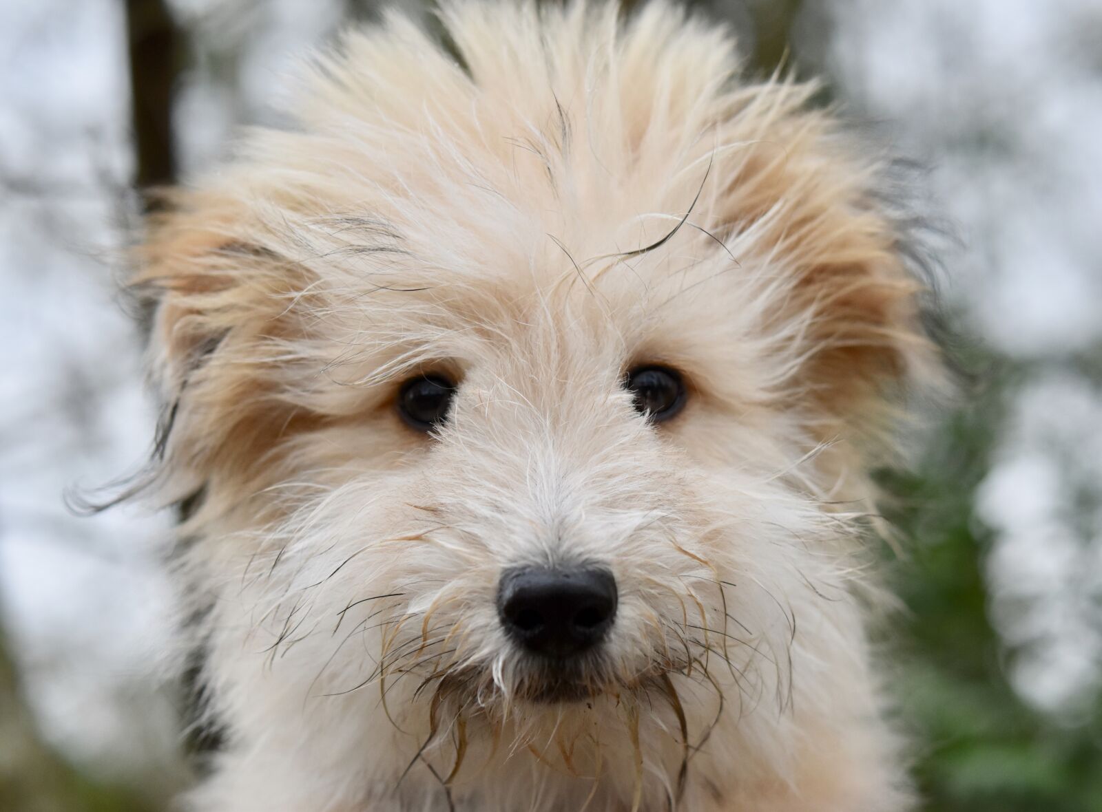 Nikon D5600 sample photo. Dog, small dog, dog photography