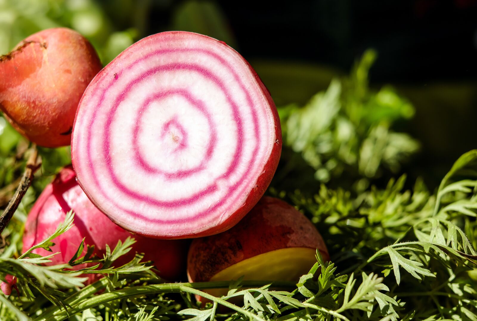 Fujifilm X-T10 + Fujifilm XF 35mm F1.4 R sample photo. Beetroot, turnip, colorful photography