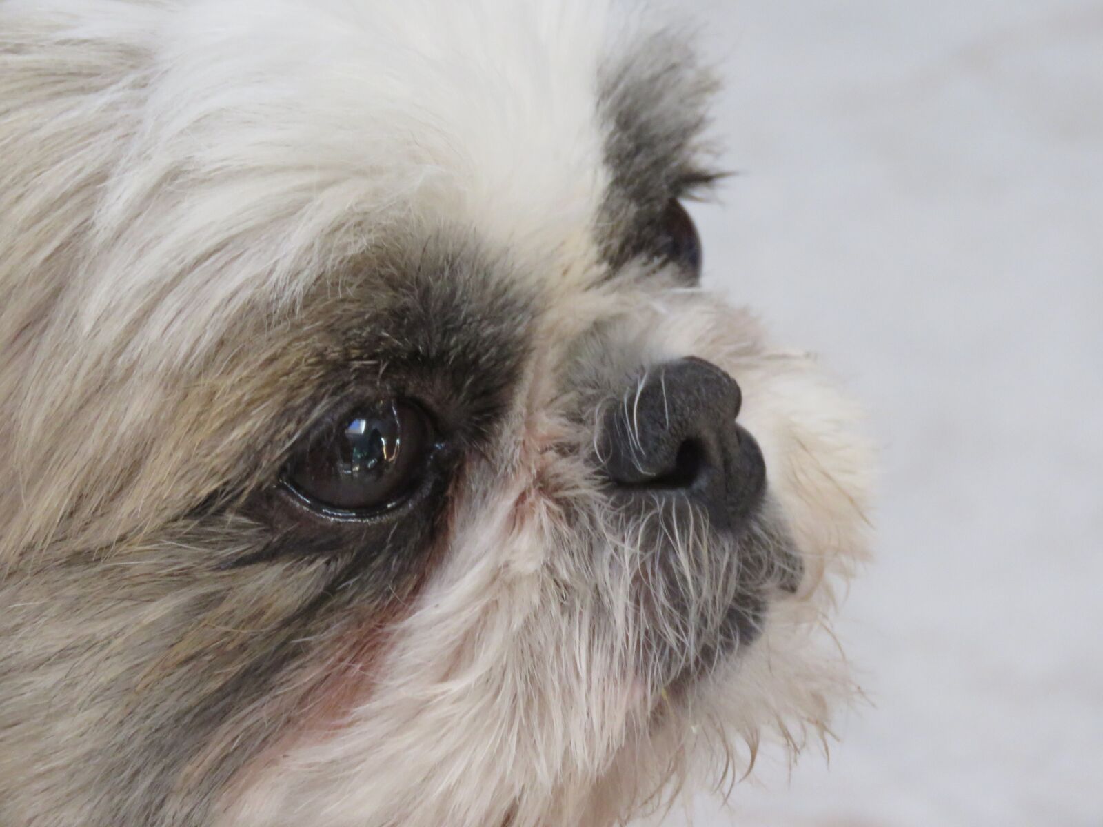 Canon PowerShot SX60 HS sample photo. Dog, nose, eyes photography