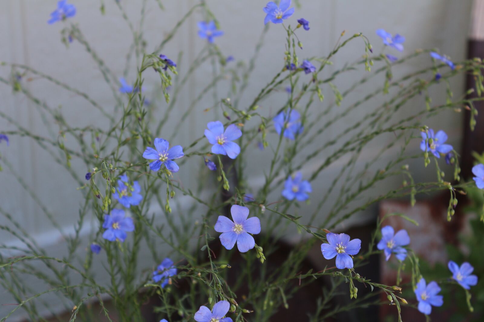 Canon EOS 650D (EOS Rebel T4i / EOS Kiss X6i) + Canon EF-S 18-55mm F3.5-5.6 IS II sample photo. Flax flowers, pretty, blue photography