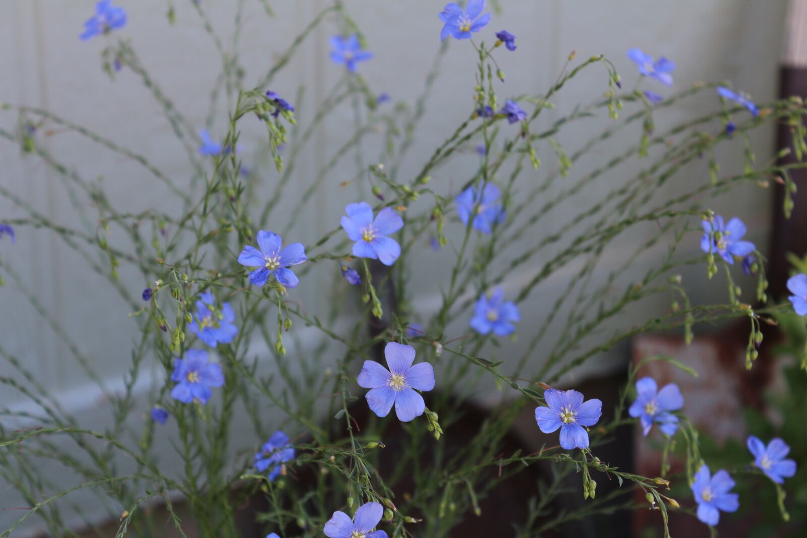 Canon EOS 650D (EOS Rebel T4i / EOS Kiss X6i) sample photo. Flax flowers, pretty, blue photography
