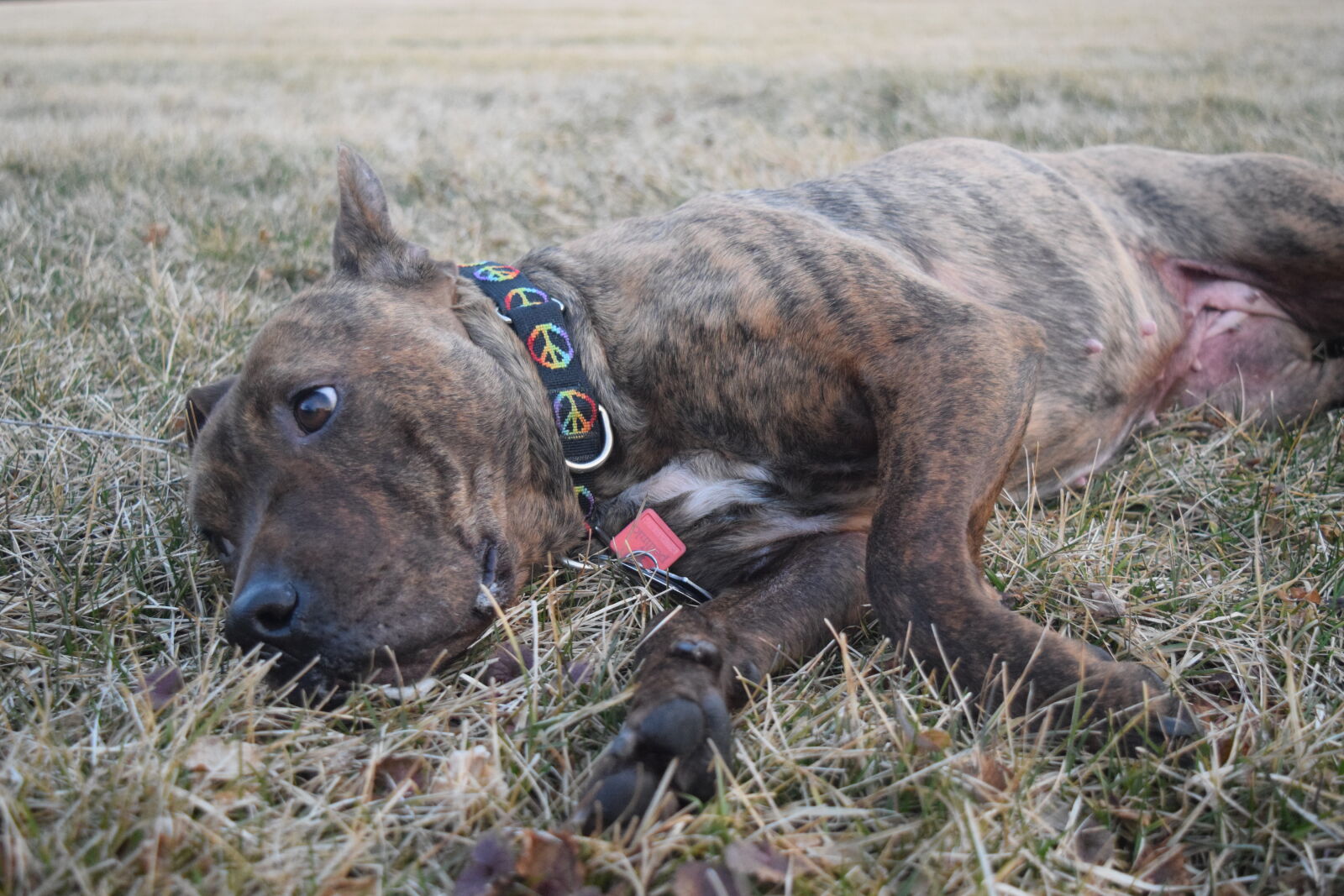 Nikon D3300 sample photo
