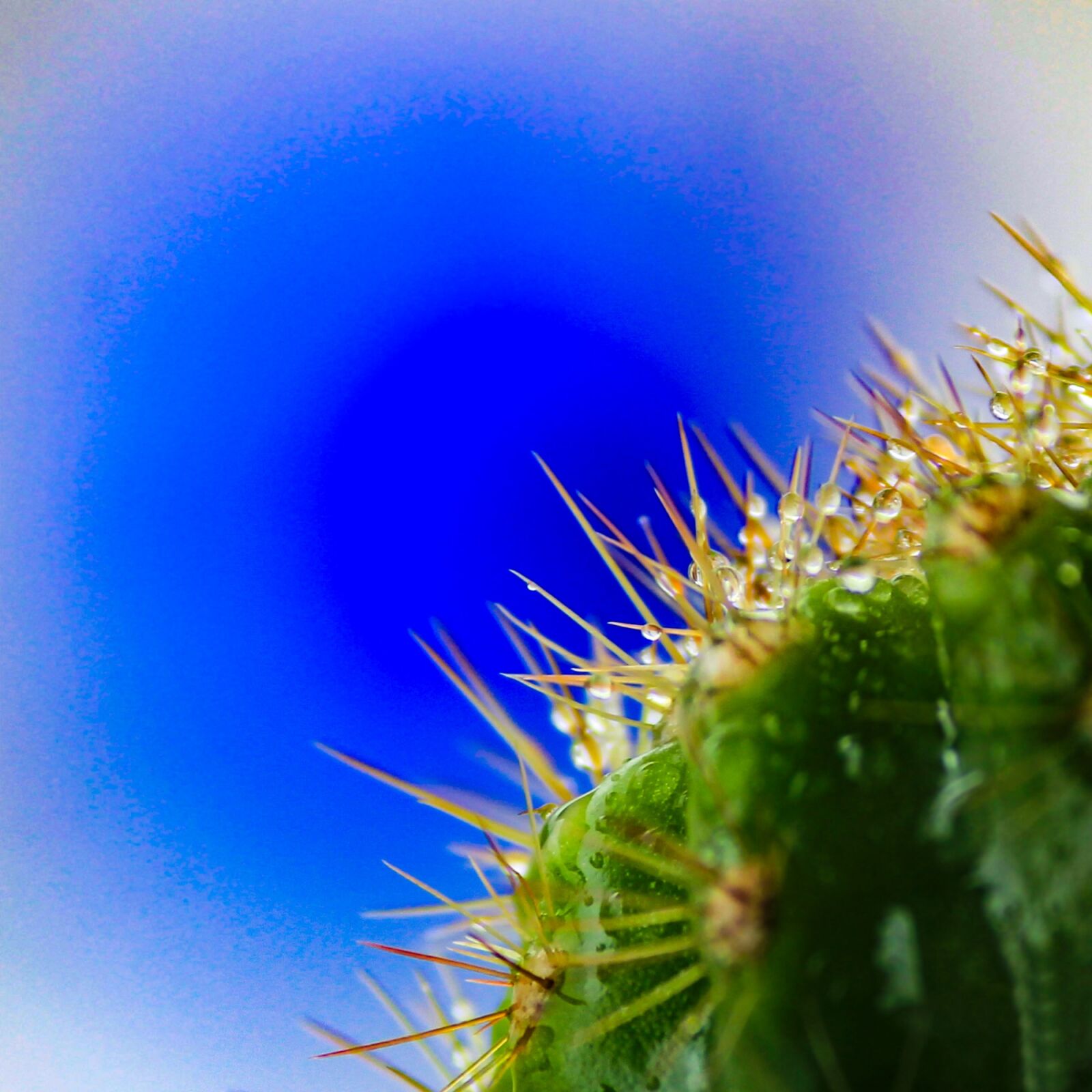 Canon EOS 600D (Rebel EOS T3i / EOS Kiss X5) sample photo. Cactus, macro, plant photography