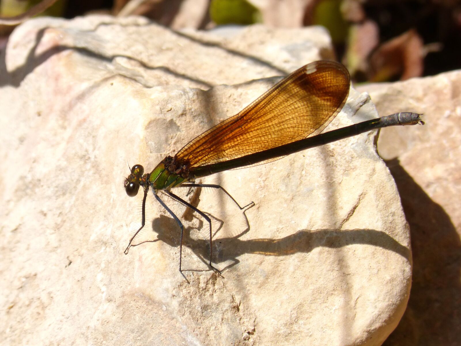 Panasonic DMC-FZ62 sample photo. Dragonfly, damselfly, calopteryx haemorrhoidalis photography