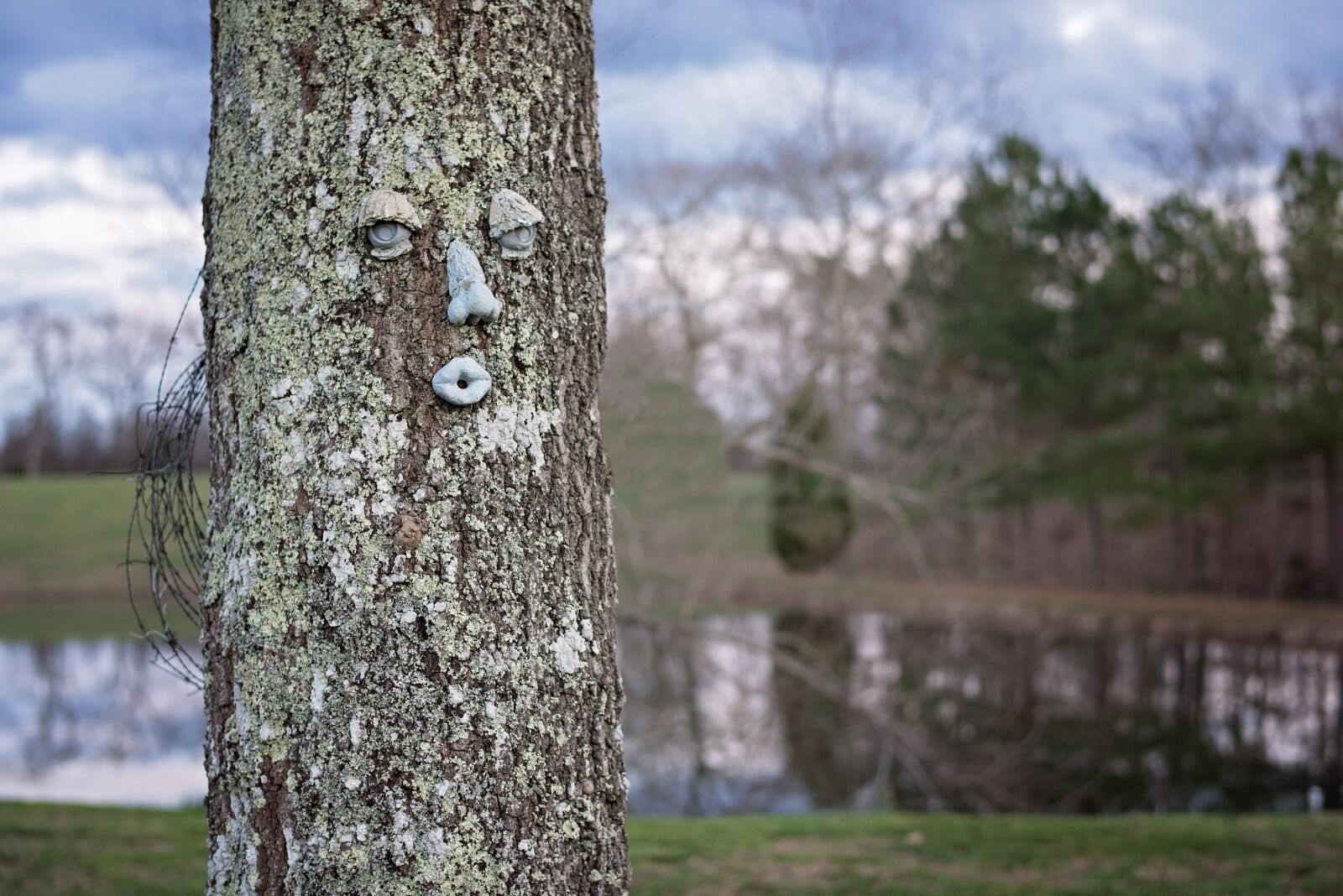Nikon D810 sample photo. Face on tree, tree photography