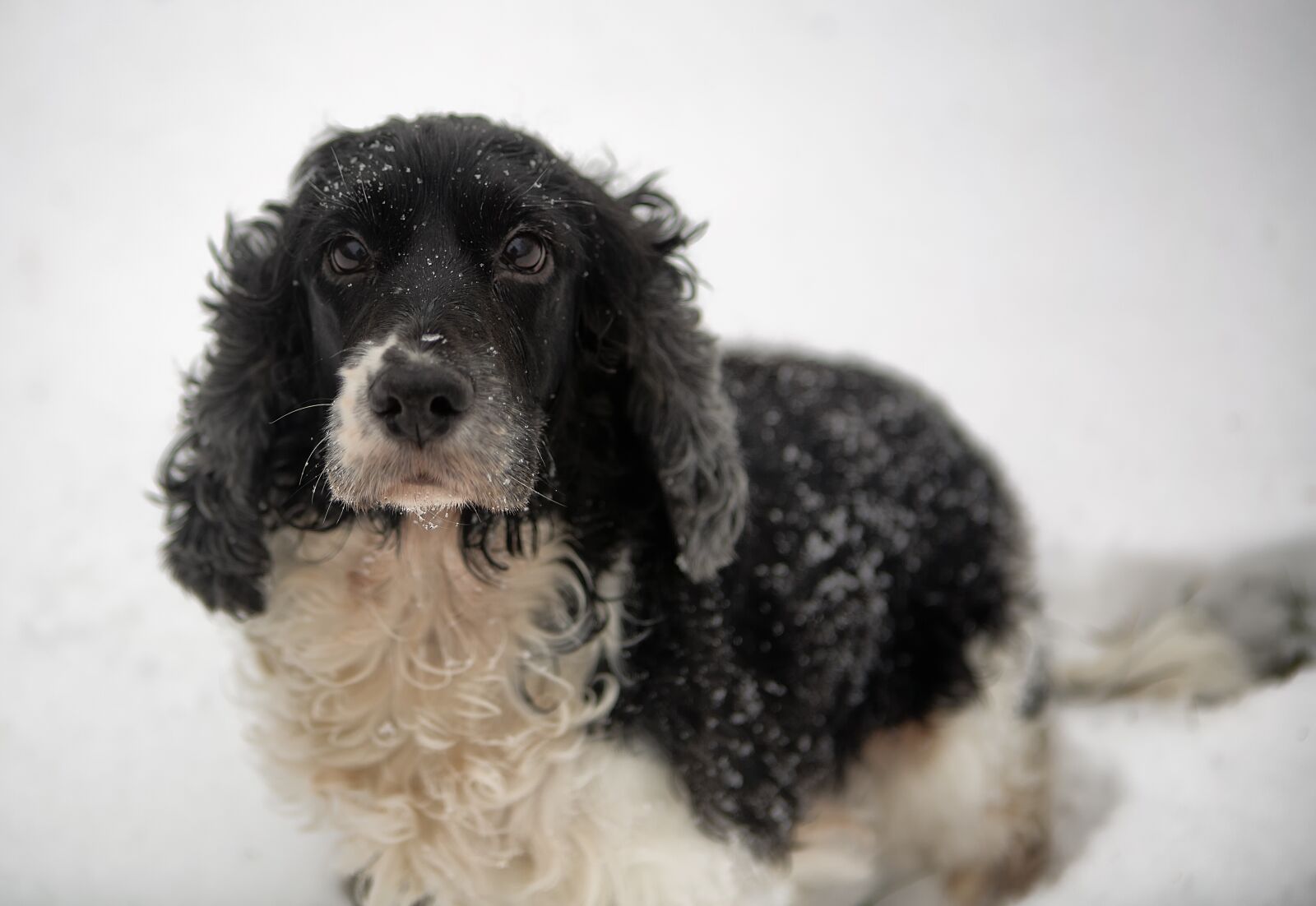 Canon EOS 5D Mark III sample photo. Dog, spaniel, pet photography