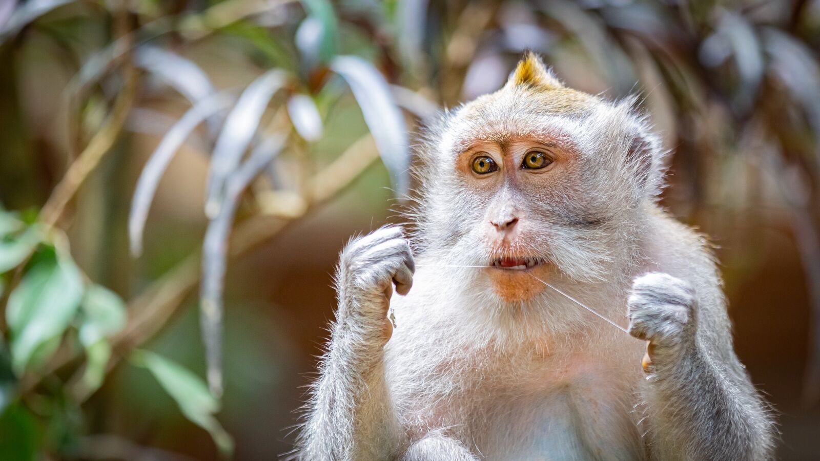 Canon EOS 5D Mark III sample photo. Monkey, flossing, forest photography