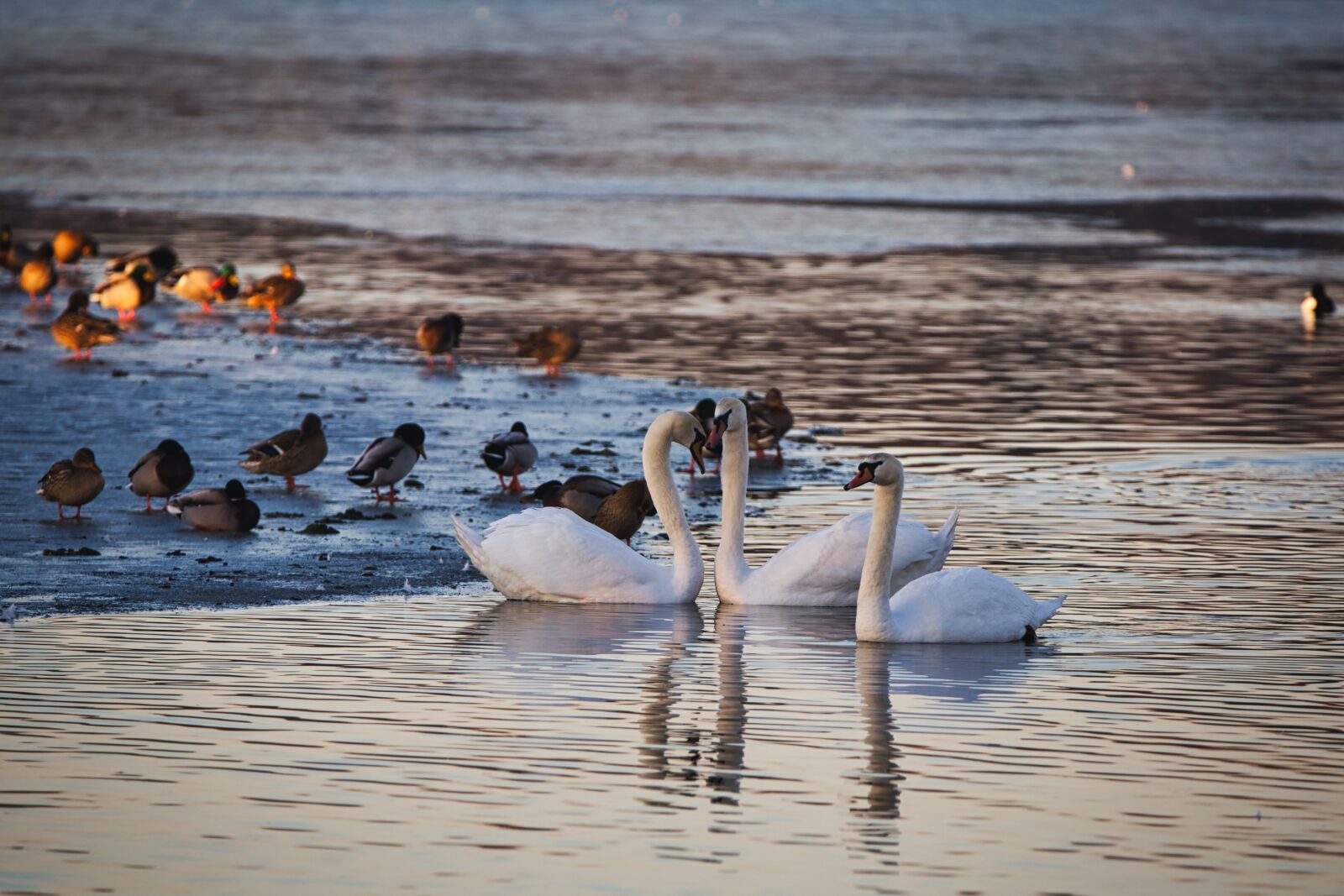 Canon EOS 6D + Tamron SP 150-600mm F5-6.3 Di VC USD sample photo. Pond, swans, ice photography