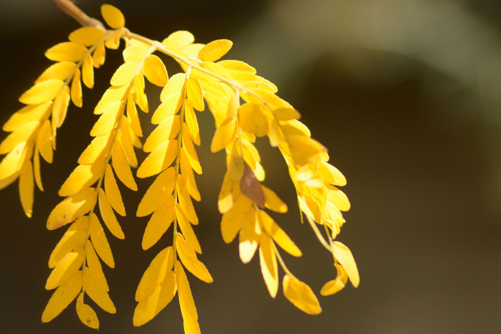 Nikon D5200 sample photo. Leaves, yellow, nature photography