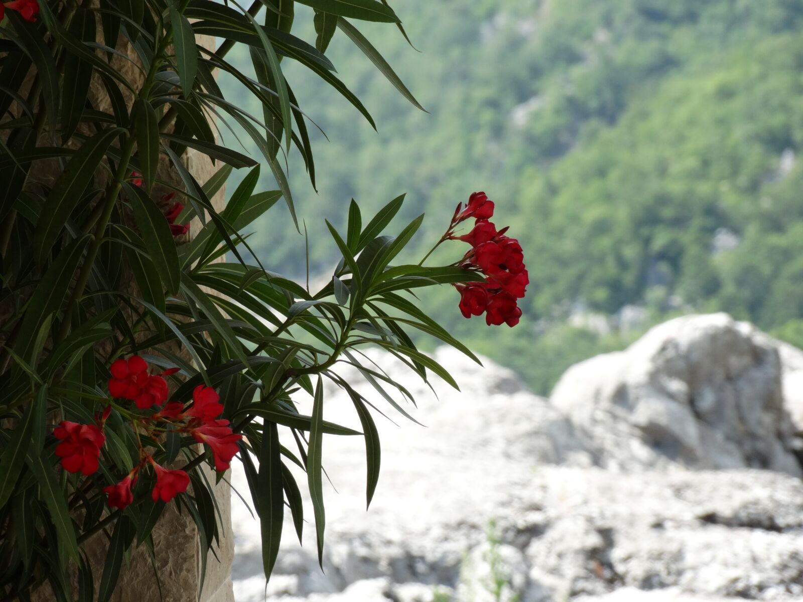 Sony Cyber-shot DSC-HX300 sample photo. Flower, red, sea photography