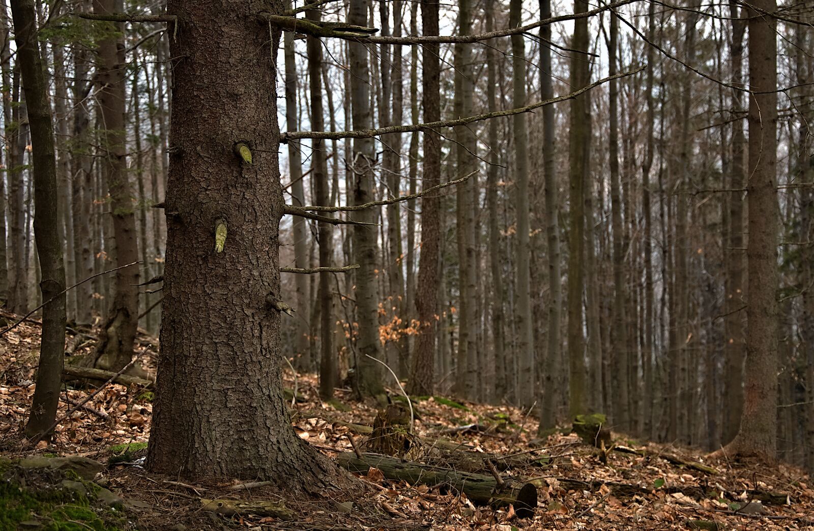 Nikon D90 sample photo. Tree, trunk, forest photography